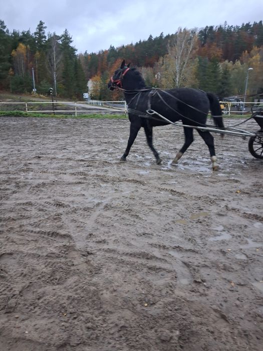 Klacz slaska po rodzicach w programie