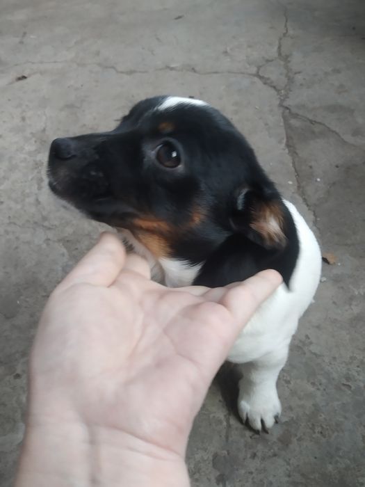 Віддам цуценя дівчинку у добрі руки