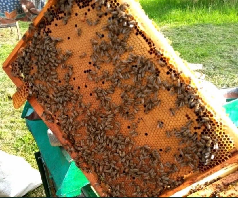 Продаю Пчолопакети !
