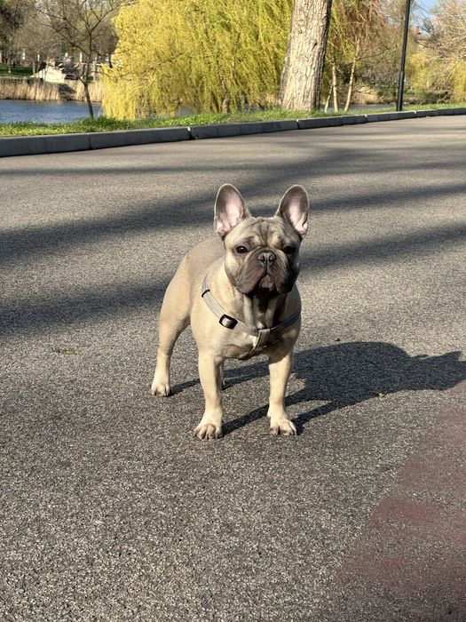 Вязка французского бульдога