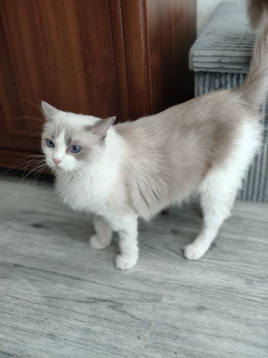 Ragdoll. Kotka. Po sterylizacji