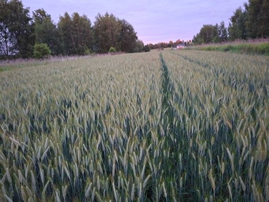Sprzedam Pszenżyto
