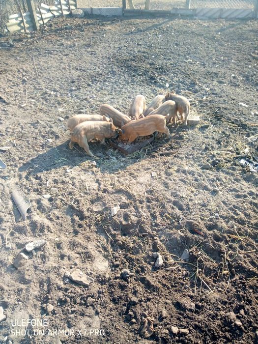 Поросята Кармали