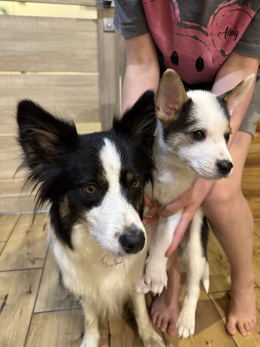 Цуценя бордер-коллі хлопчик метис