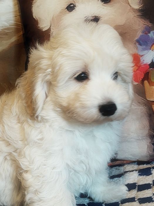 Śliczny piesek Maltipoo
