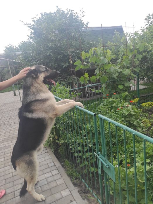Східноєвропейський вівчар для в'язки
