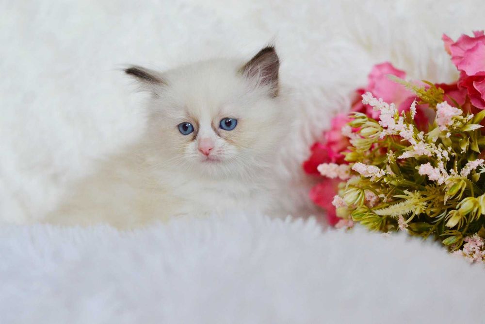 Реголли хлопчики Кріс і Крістіан
