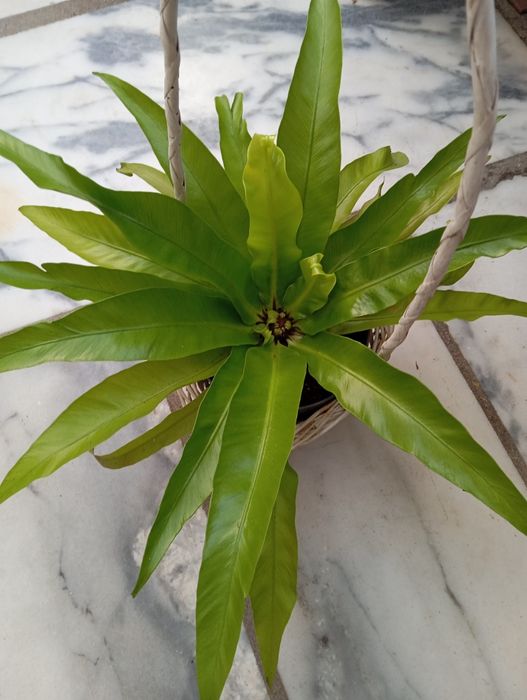 Plantas naturais a 15 euros