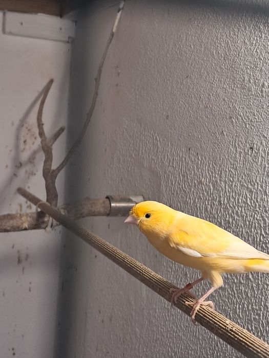 Vendo Canários M/F