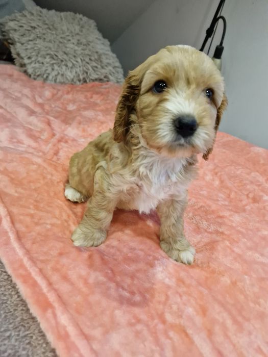 Cockapoo suczka cockapoo