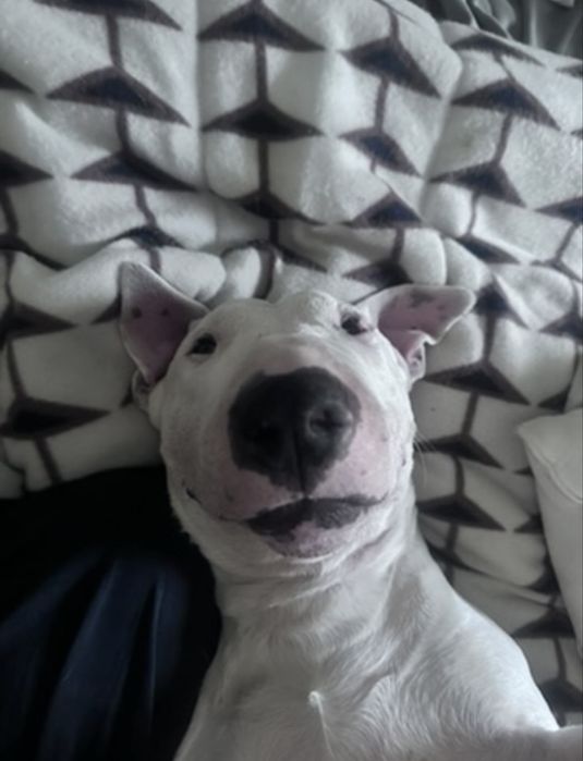 Bull Terrier Macho (montas)
