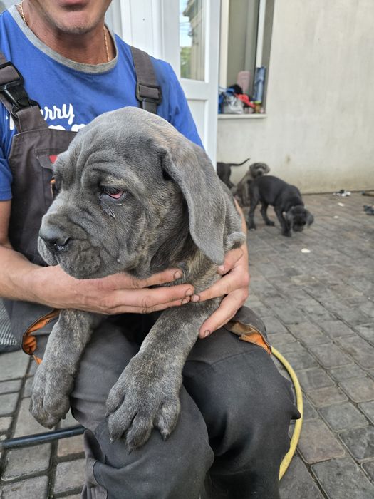 Продаю щенков Кане корсо