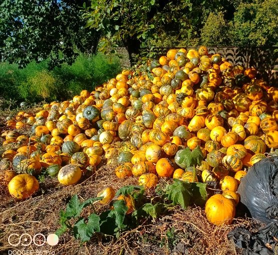 Насіння гарбуза Українська  Багатоплідна та кущовий Лель