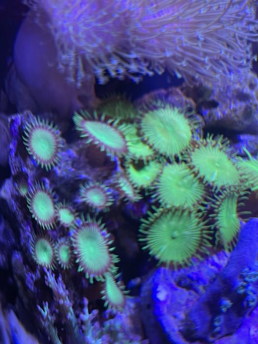 Корали Водорості в морський акваріум Ріф