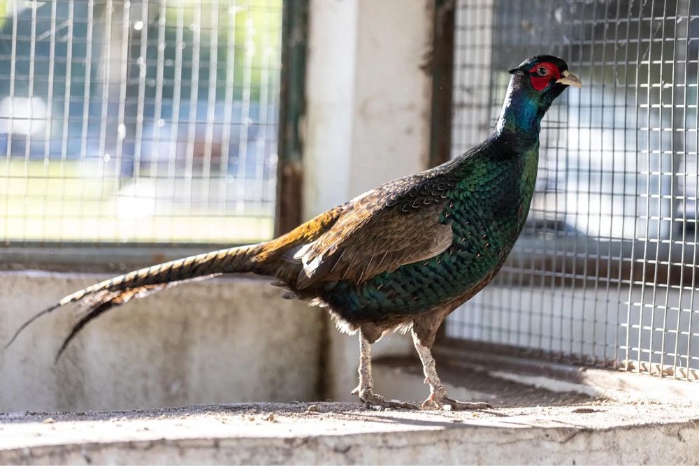 Vendo macho de faisao
