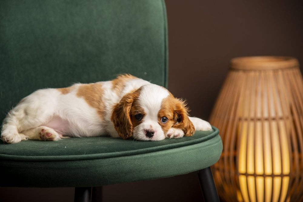 Кавалер кинг чарльз КСУ