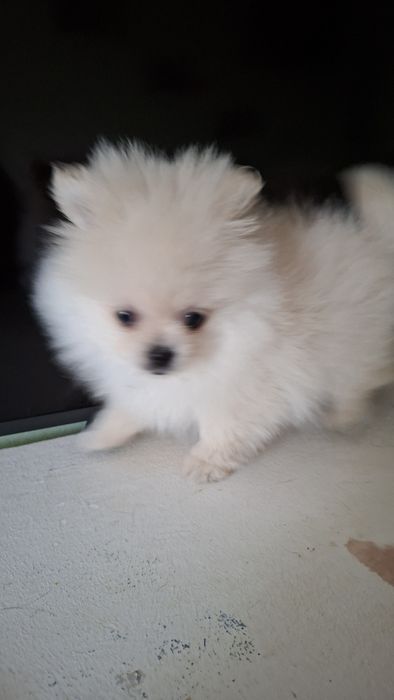 Шпиц  5мес микро девочка Одесса