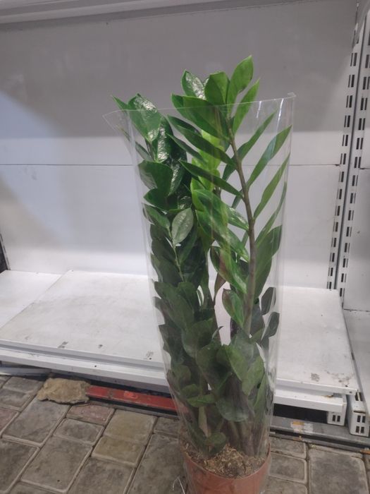 Замиуокулькас долларовое дерево