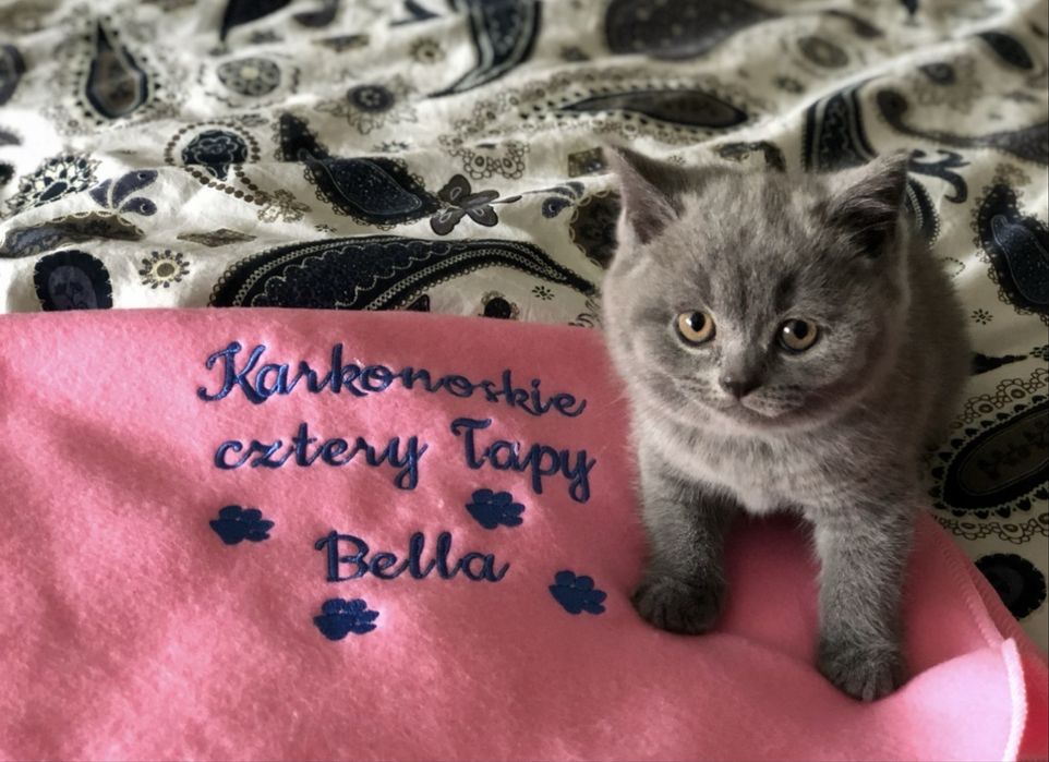Kotki brytyjskie