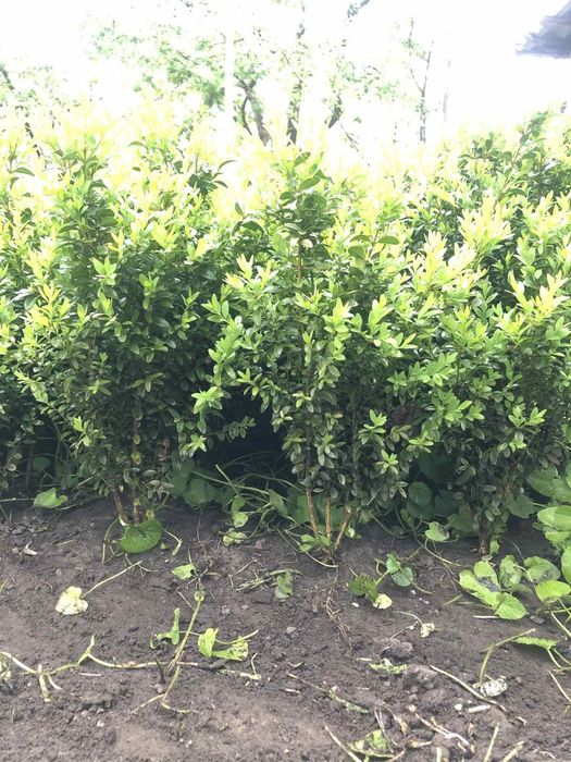 Пропоную саджанці самшиту