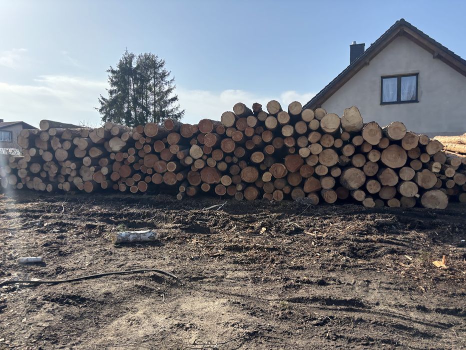 Kłoda sosnowa 5 metrowa