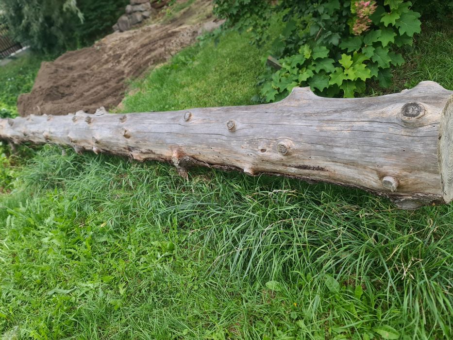 Kłoda świerkowy  pień
