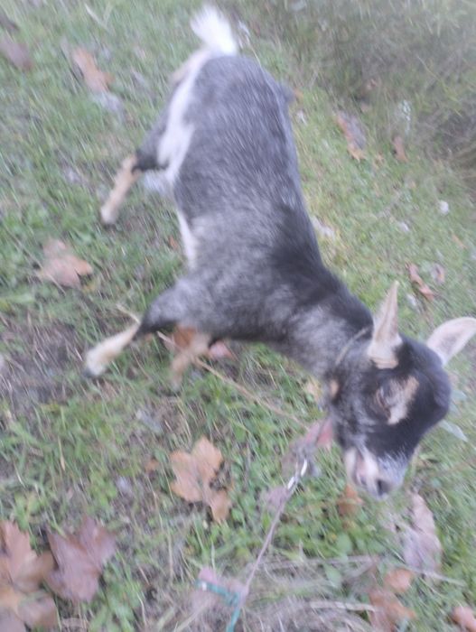 Vendo cabra mais informações WhatsApp