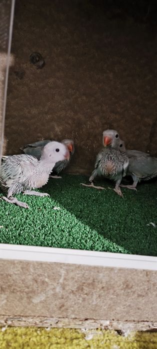 Ring necks Lacewings/Pallids