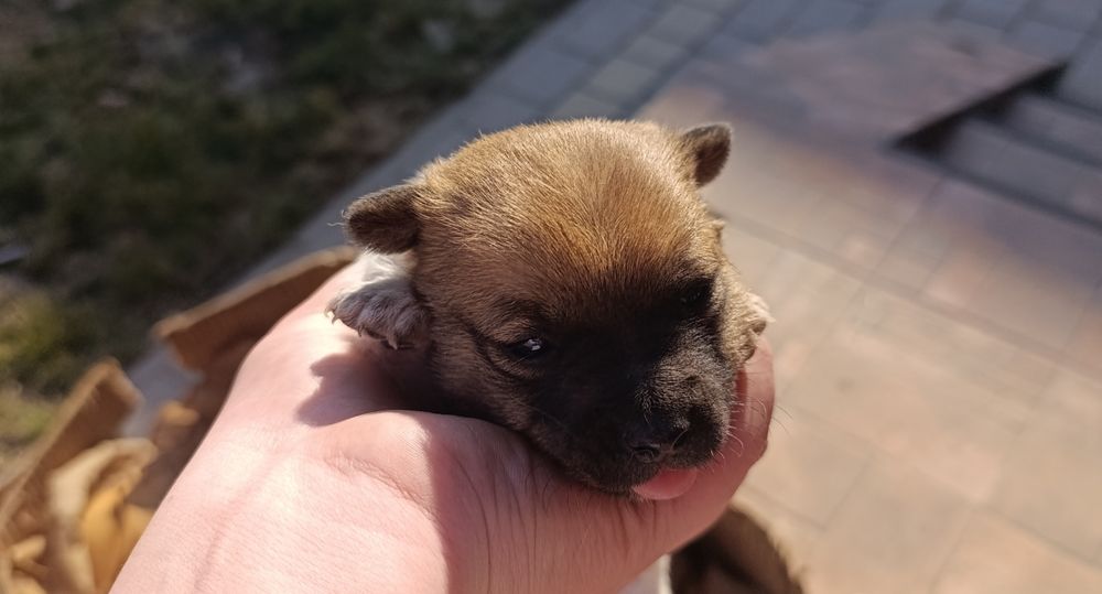 Продам песиків Джек-Рассел-Тер'єр 3 дівчинки і 2 хлопчика