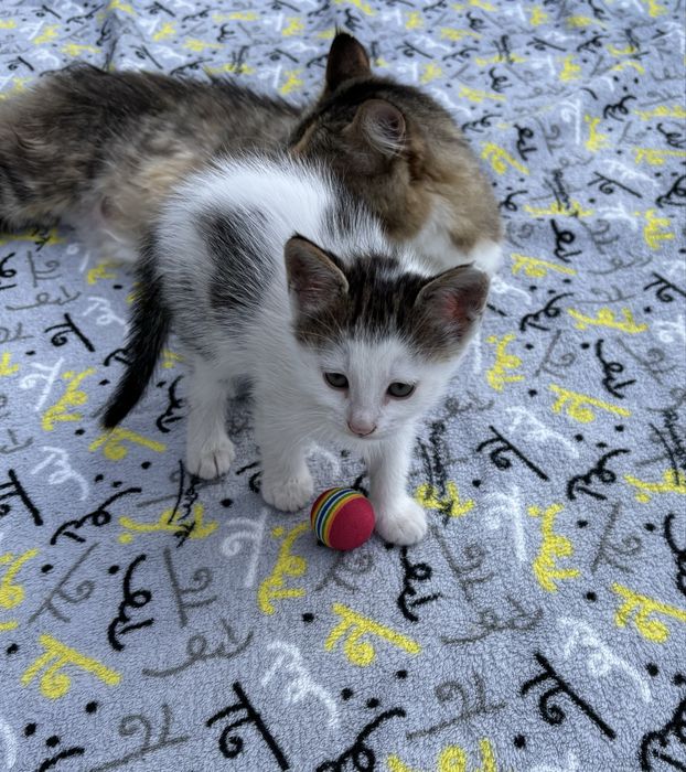 Не пожалеете!) Котёночек. Мальчик , очень понятливый, любящий общение