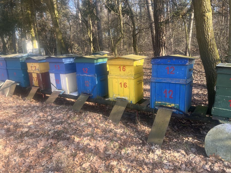 Sprzedam Ule z rodziną pszczelą