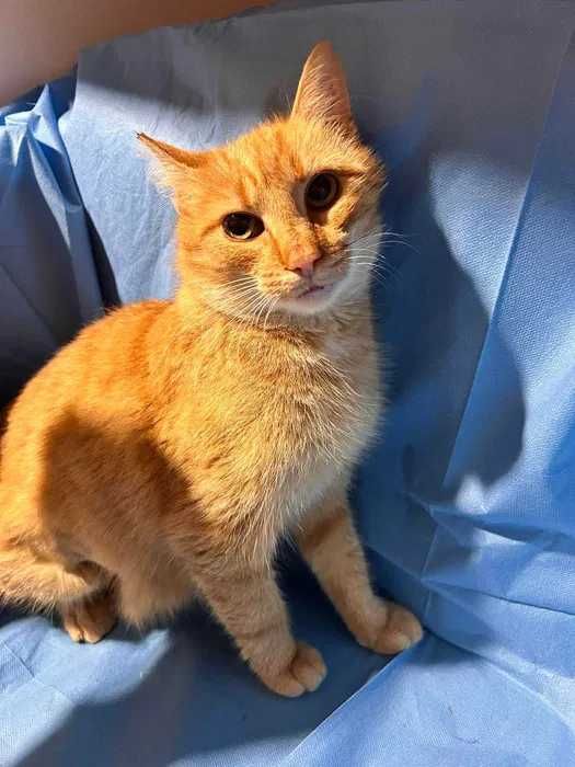 Ruda kotka do adopcji