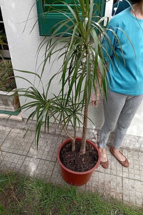 Planta Dracaena Grande 185