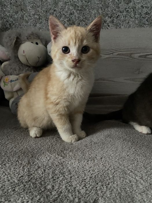 ТЕРМІНОВО! Кошенята в добрі руки