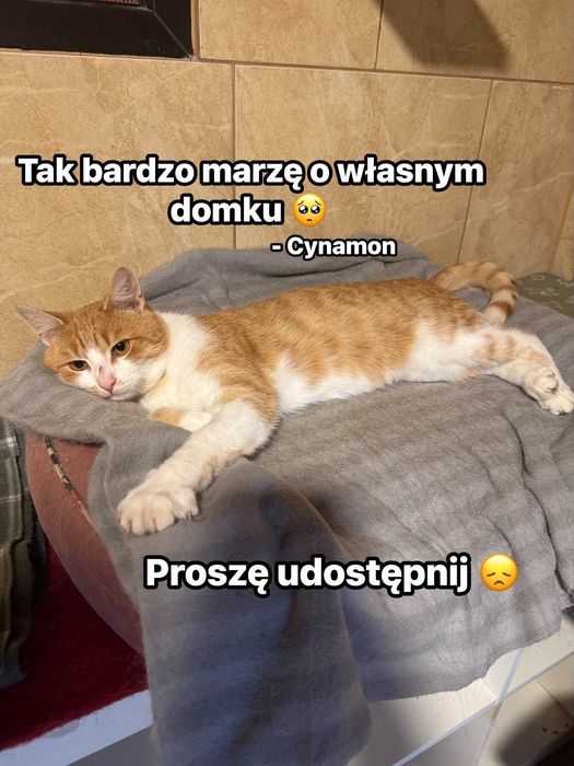 Wesoły, rudy kocurek Cynamon szuka dobrego domu