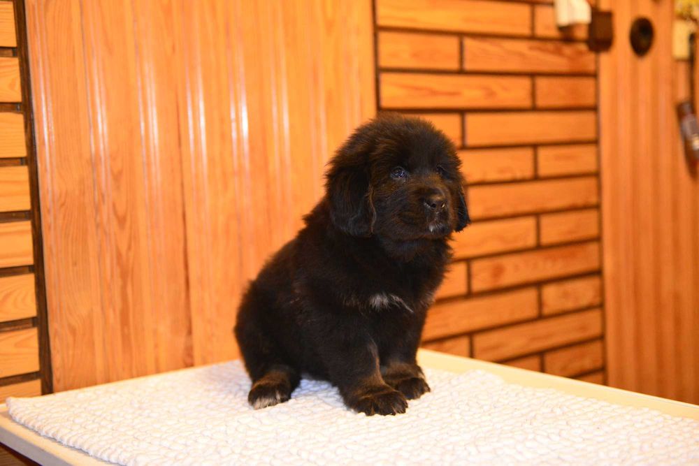 Mastif Tybetański  piesek