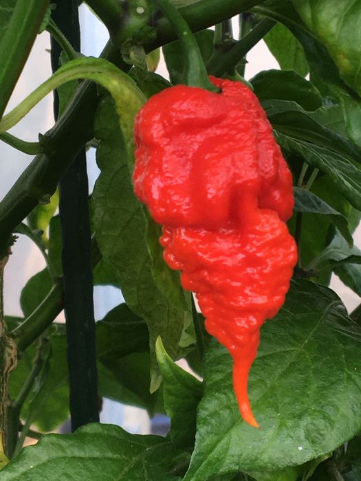 Sementes de Carolina Reaper