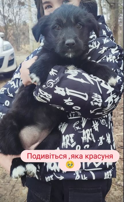 Цуценята три хлопа три дівчини
