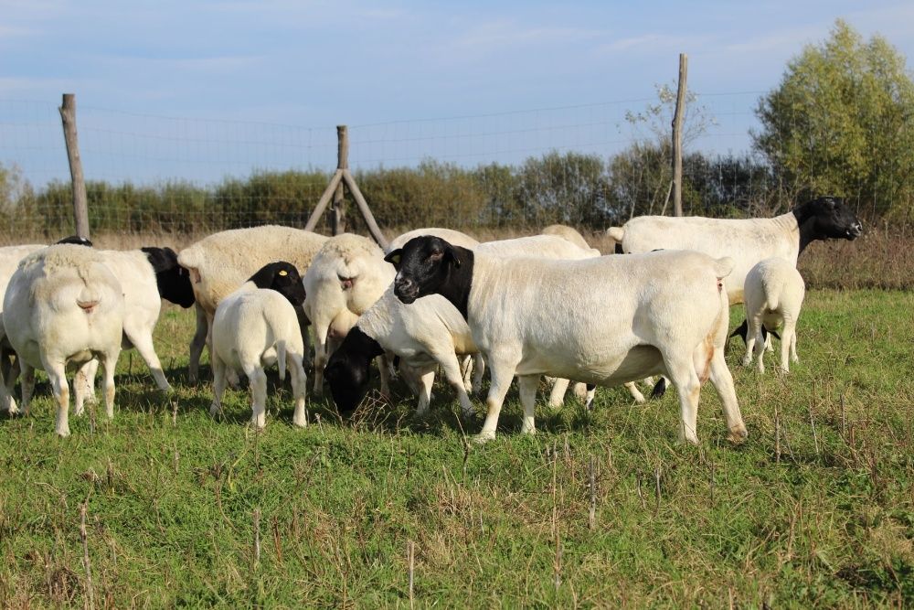 Продажа ягнят Дорпер.