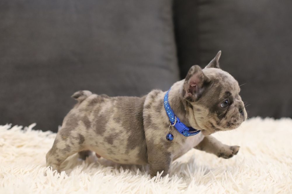 Французский бульдог мальчик голубой