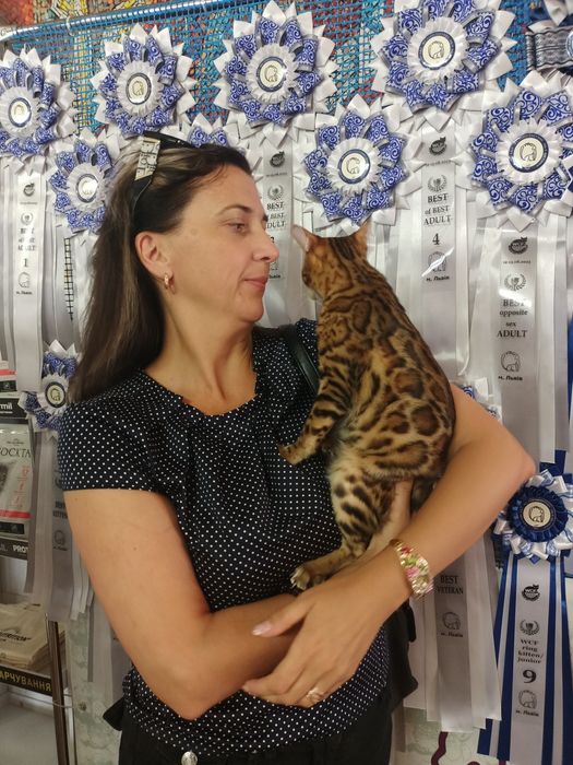 Бенгальские котята