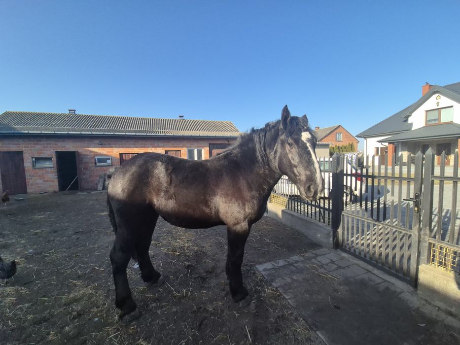 Źrebówka młoda kara