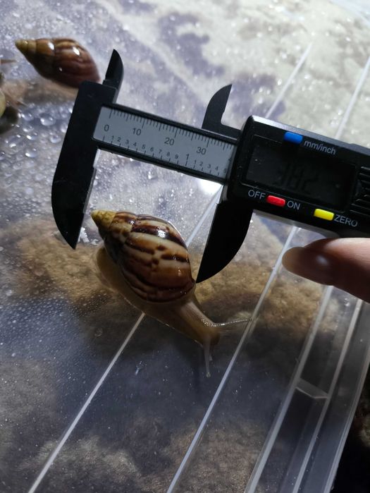 Ахатина Фуліка стандарт (5 шт)
Ахатина Фуліка стандарт