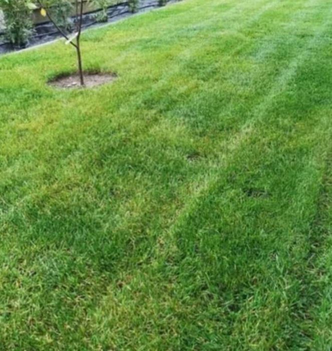 Czarnoziem świeżo przesiany (ziemia ogrodowa)