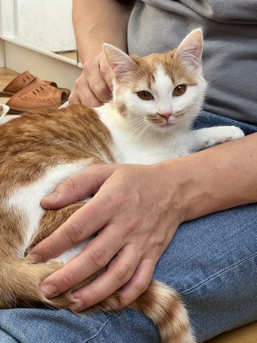 RÓŻA i LILIA - siostry do adopcji w dwupaku