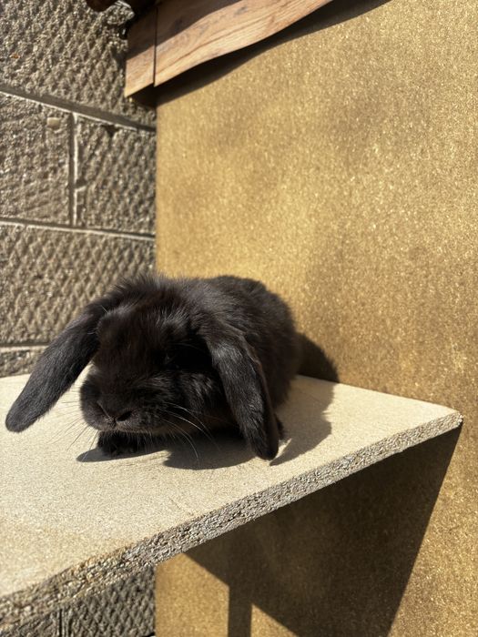 Baran francuski samczyk czarny