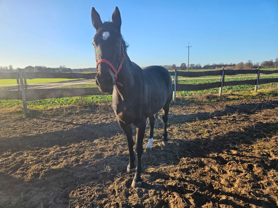 Klacz Wlkp. z licencją. REZERWACJA