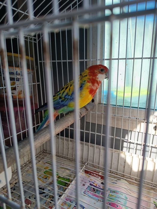 Troco rosela macho por fêmea ou vendo