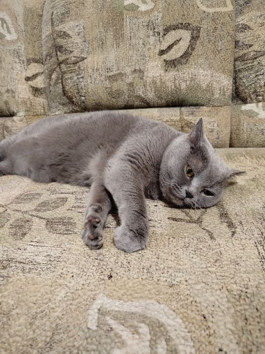 Отдам в добрые руки