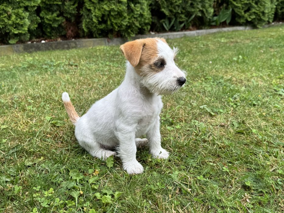 Juck Russell Terrier HODOWLA FCI ZKwP